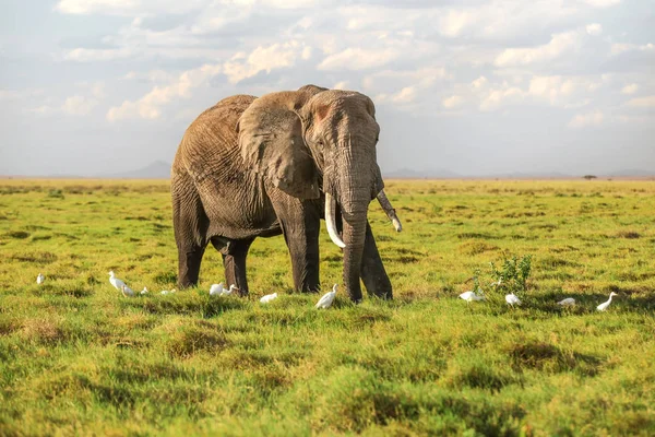 Afrikaanse bosolifant (Loxodonta africana) waliking in lage savan — Stockfoto