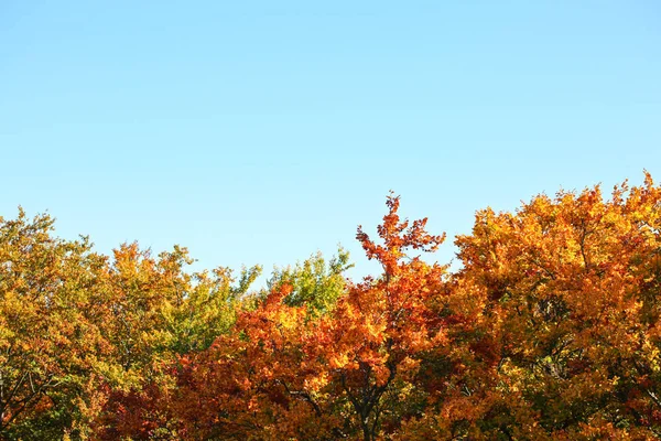 Feuilles aux couleurs vives sur les cimes des arbres d'automne, ciel bleu au-dessus - s — Photo