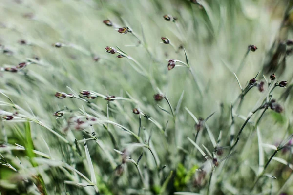 Profondità di campo bassa foto, solo poche parti di piante a fuoco, pi — Foto Stock