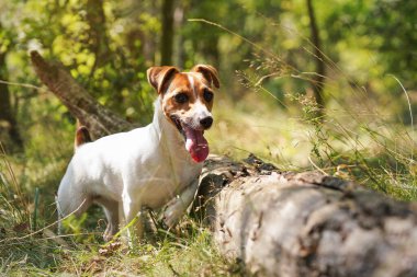 Küçük Jack Russell Teriyer ormanda tahta kütüğün yanında dikiliyor, dikkatle bakıyor, bir bacağı yukarıda, dili dışarıda, arka planda bulanık güneş ağaçları aydınlatıyor..