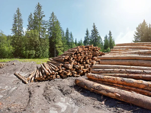 Pile Harvested Wooden Logs Forest Trees Blue Sky Background — Stock Photo, Image