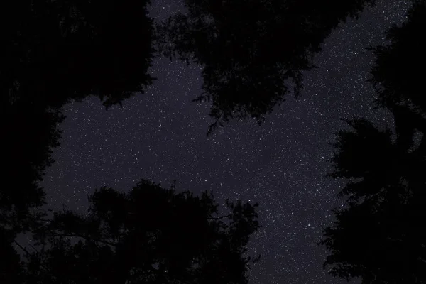 針葉樹の木を見上げ 上に多くの星を持つ澄んだ夜空 — ストック写真
