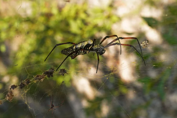 Red legged golden orb weaver spider female - Nephila inaurata madagascariensis, resting on her nest, sun over blurred bushes in background — Stock Photo, Image