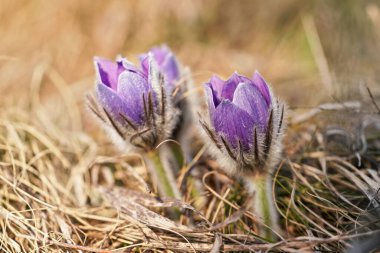 Detaylı makro - mor daha büyük pask çiçeği - Pulsatilla grandis - kuru çimenlerde yetişiyor