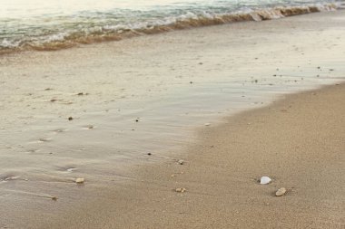 Sahilde ıslak kum, arka planda bulanık deniz - düşük açılı sığ alan fotoğrafı - odak noktasında sadece küçük beyaz deniz kabuğu