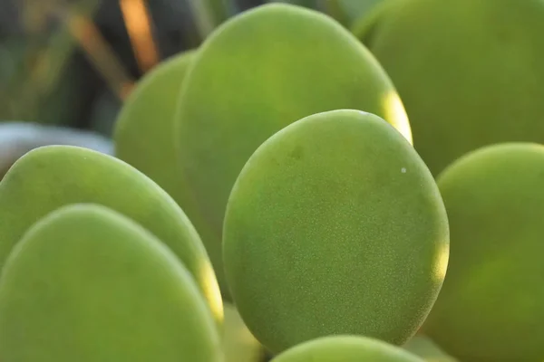 Grosor Verde Hojas Suculentas Xerosicyos Danguyi También Conocido Como Dólar — Foto de Stock