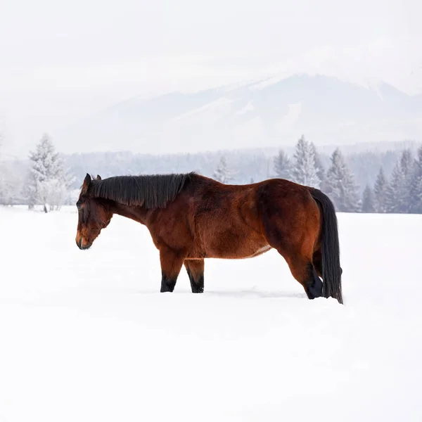 Dunkelbraunes Pferd Steht Auf Schneebedecktem Feld Blick Von Der Seite — Stockfoto