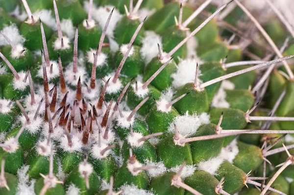 Detailní Záběr Ostré Trny Zeleného Kaktusu — Stock fotografie