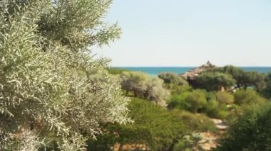 Sabah güneşiyle aydınlatılan denize bakın yeşil çalıların arasından, plaj kulübeleri saman kulübeleri görünür, Euphorbia stenoclada - Madagaskar 'a özgü - dikenli sulu yapraklar sol tarafa odaklanmış.