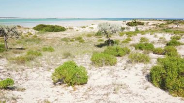 Arka planda açık deniz ve gökyüzü, Anakao, Madagaskar yakınlarındaki bölge, küçük çalılarla kaplı sahil üzerinde geziniyor.
