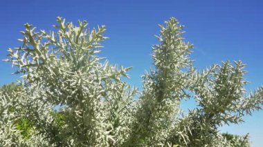 Euphorbia stenoclada çalılığı - Madagaskar 'a özgü - yavaş rüzgarda hareket ediyor, arka planda açık gökyüzü