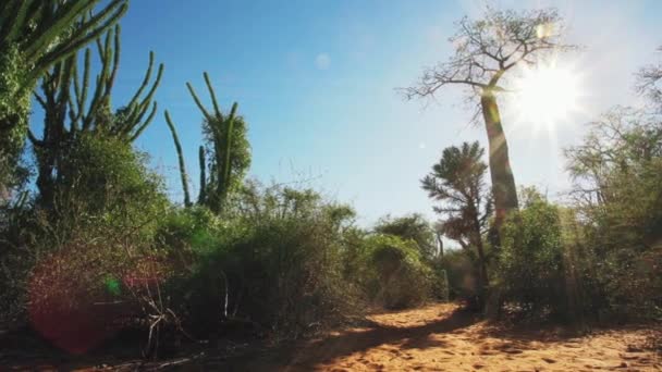 Baobab และต นปลาหม มกว างด วยแสงแดดท งแกร งและเปลวไฟจ านวนมาก — วีดีโอสต็อก