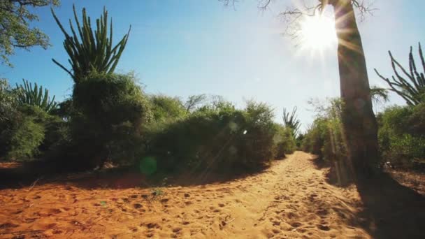 Panning Tiro Sobre Pequena Floresta Com Baobás Polvo Árvores Lente — Vídeo de Stock