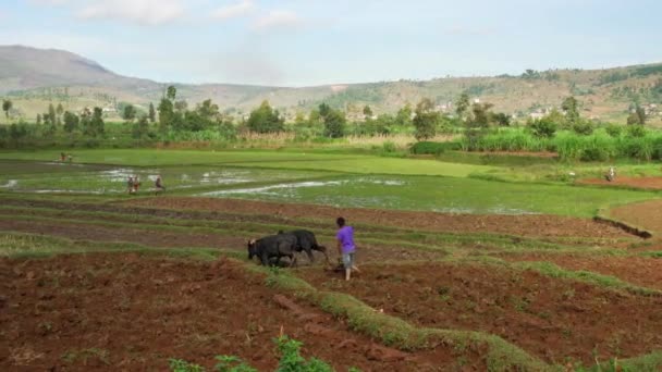 Manandoana Madagaskar Kwietnia 2019 Nieznany Malgaski Rolnik Orający Pole Ryżowe — Wideo stockowe