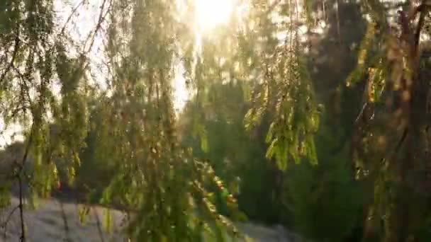 Güneş Rüzgarda Hareket Eden Kozalaklı Ağaçların Dallarında Parlar — Stok video