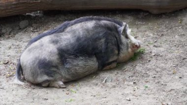 Mangalica - büyük bir evcil domuz türü - yerde yatıyor ve dinleniyor, sadece nefes alabilen