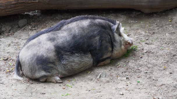Mangalica Raza Grande Cerdo Doméstico Tendido Suelo Descansando Solo Respiración — Vídeo de stock
