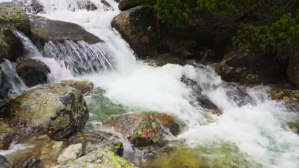 Kis Hegyi Patak Folyik Néhány Zuzmó Borított Kövek Részlet Víz — Stock videók