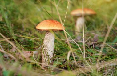 Ormanda büyüyen Leccinum aurantiacum, kuru yapraklar ve çimenler etrafında büyüyen iki küçük kırmızı başlık sapı..