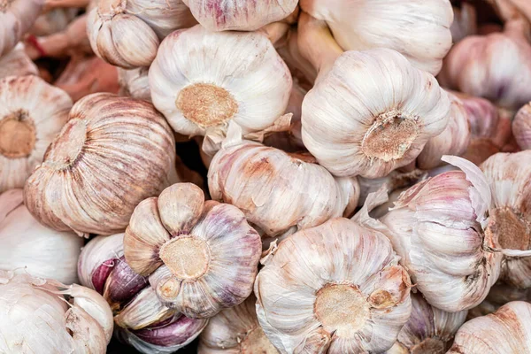 Packs of fresh garlic bulbs with purple stripes on display at local food market, closeup detail — Stock Photo, Image