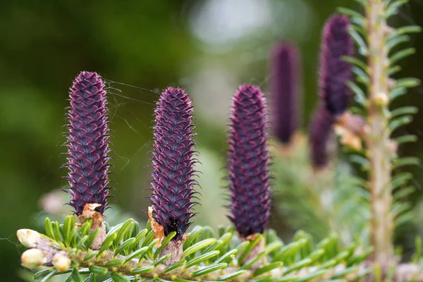 Giovani abeti rossi viola coni specie che crescono su ramo con abete, dettaglio primo piano — Foto Stock
