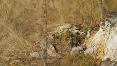Etrafında sarı sonbahar çimenleri olan yaşlı ağaç kütüğü, yakın plan detaylı kamera yana kayar