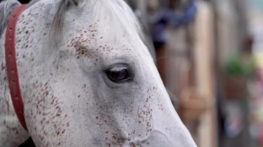Beyaz Arap atı, kahverengi benekli, detay - sadece göze odaklan