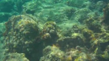 Deniz yüzeyi yakınlarındaki kayalarda büyüyen su altı bitkileri ve algler - Yunanistan 'ın Limni kentinde şnorkelle yüzüyorlar