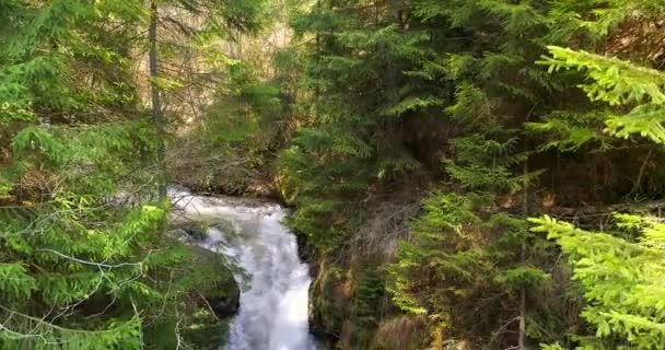 Aerial View Forest Waterfall Summertime — Stock Video