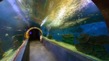 Küçük çocuk, oceanarium, deniz yaşamı zevk izlerken büyük beyaz köpekbalıkları