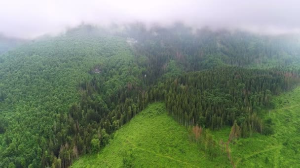 Prachtig Uitzicht Bergbos Bedekt Met Wolken Zomer — Stockvideo