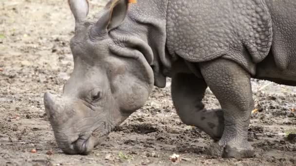 Close View Rhino Eating Natural Environment — Stock Video