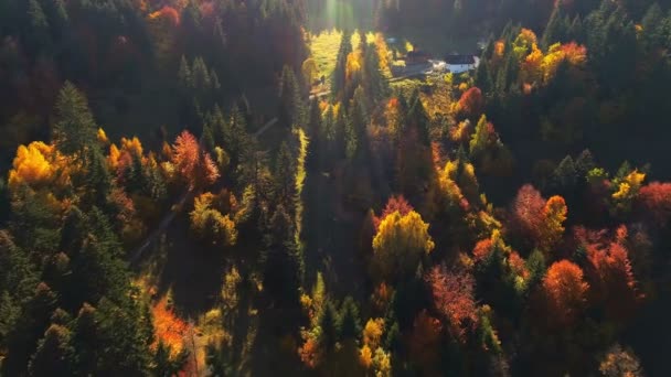 Aerial View Colorful Forest Sunset Autumn Day — Stock Video