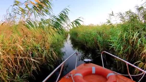 Passeio Barco Danúbio Delta Ciotica Channel Sfantu Gheorghe Roménia — Vídeo de Stock