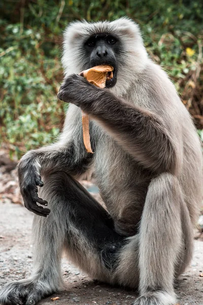 Macaco Cinzento Grande Comer Banana Índia — Fotografia de Stock