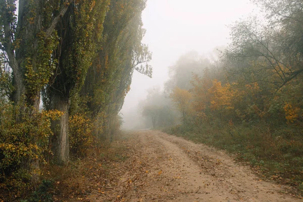 Fog Forest Trees Yellow Green Leave — Stock Photo, Image