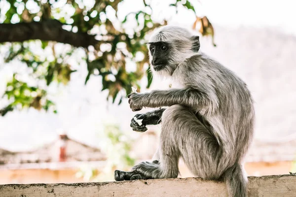 Grand Singe Gris Assis Sur Mur Sur Rue Asia — Photo