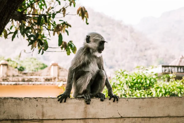 Grande Macaco Cinza Sentado Uma Parede Rua Ásia — Fotografia de Stock