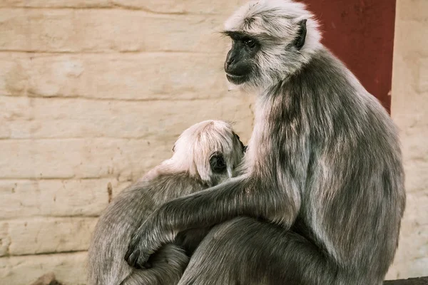 Macaco Cinza Grande Alimenta Seu Filho Rua Ásia — Fotografia de Stock