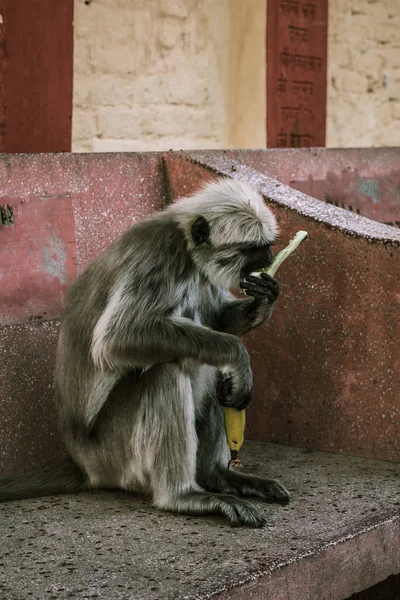 Gros Singe Gris Mange Banane Sur Banc Sur Rue Asia — Photo