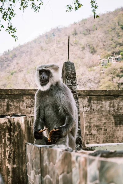 Pequeno Macaco Cinza Senta Come Uma Parede Pedra Ásia — Fotografia de Stock