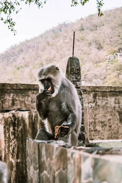 Pequeno Macaco Cinza Senta Come Uma Parede Pedra Ásia — Fotografia de Stock