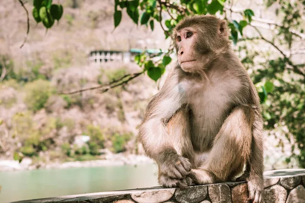 Pequeno Macaco Marrom Senta Uma Parede Pedra Ásia — Fotografia de Stock