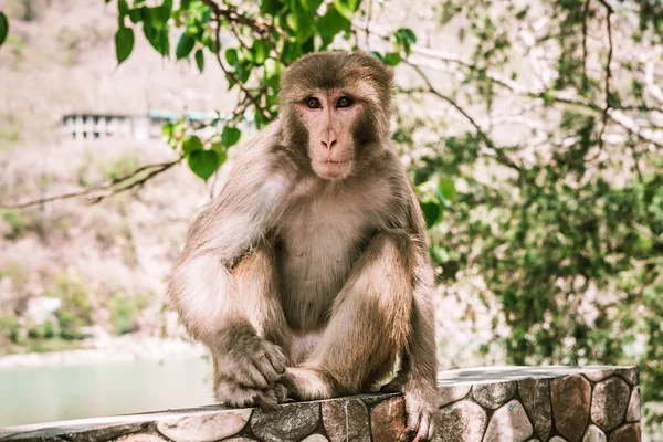 Pequeno Macaco Marrom Senta Uma Parede Pedra Ásia — Fotografia de Stock