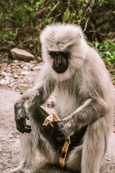 Grande Macaco Cinza Comendo Uma Banana Madura Rua — Fotografia de Stock