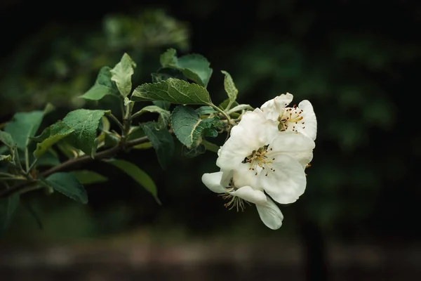 Appelboom Tak Met Bladeren Bloemen Een Groene Achtergrond — Stockfoto