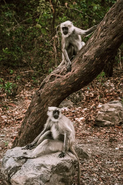 Grandes Macacos Cinzentos Com Caudas Longas Estão Sentados Uma Árvore — Fotografia de Stock