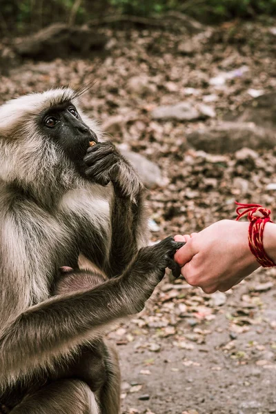 Grande Macaco Cinza Leva Comida Mão Homem Índia — Fotografia de Stock