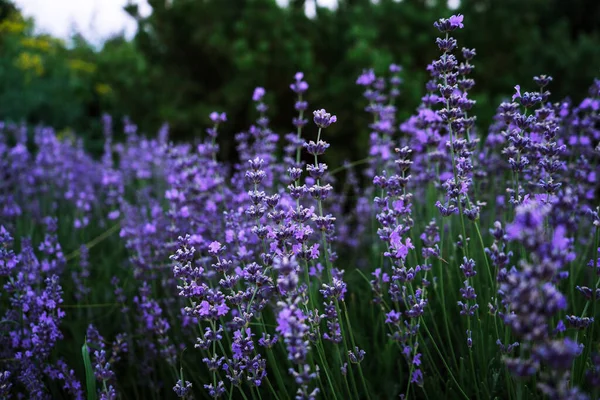 Strauch Duftenden Violetten Lavendel Wächst Park — Stockfoto