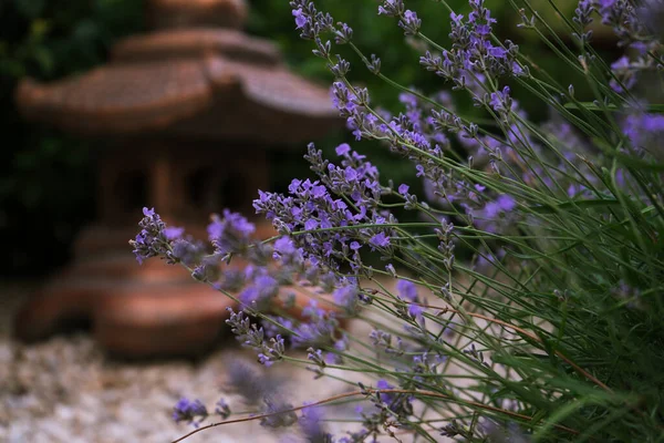 Strauch Duftenden Violetten Lavendel Wächst Park — Stockfoto